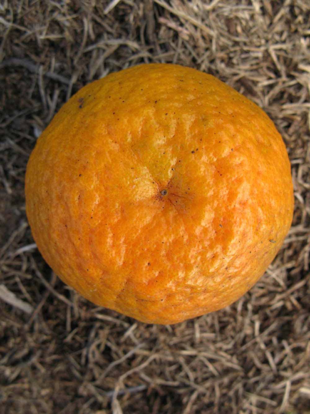              Fruit (Winter Haven, FL)       